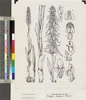 Satyrium trinerve Lindl. original illustration from Flora Zambesiaca