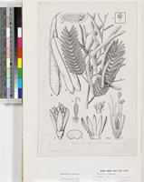 Newtonia buchananii (Baker f.) G.C.C.Gilbert & Boutique original illustration from Flora Zambesiaca