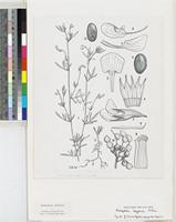 Antopetitia abyssinica A.Rich. original illustration from Flora Zambesiaca