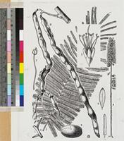 Elephantorrhiza goetzei (Harms) Harms original illustration from Flora Zambesiaca