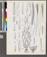 Perotis patens Gand. original illustration from Flora Zambesiaca