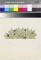 Stapelia caespitosa Masson original illustration by Francis Masson