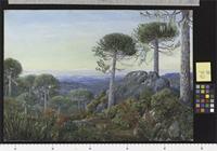 Seven Snowy Peaks seen from the Araucaria Forest, Chili