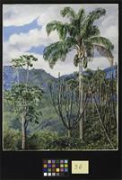 View in Brazil near Ouro Preto with Oil Palms