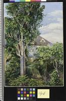 The Garden of King's House, Spanish Town, Jamaica