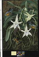 Angraecum and Urania Moth of Madagascar
