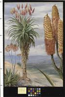 Aloes at Natal