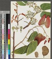 Colophospermum mopane (J.Kirk ex Benth.) J.Kirk ex J.Léonard original illustration from the 'Trees of Central Africa'