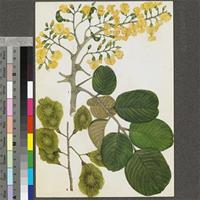 Pterocarpus rotundifolius (Sond.) Druce original illustration from the 'Trees of Central Africa'