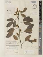 Holotype of Adenodolichos baumii Harms [family LEGUMINOSAE-PAPILIONOIDEAE]