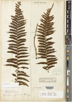 Holotype of Cyathea rigidula Baker [family CYATHEACEAE]