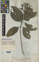 Wendlandia wallichi Wt. et Arn. [family RUBIACEAE]