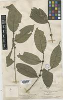 Type of Diplospora erythrospora (Thwaites) Hook.f. [family RUBIACEAE]
