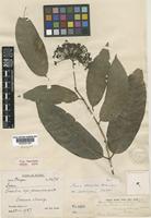 Type of Ixora obtusiloba Bremek. [family RUBIACEAE]