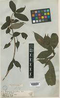 Type of Mussaenda variolosa Wall. [family RUBIACEAE]