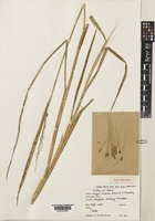 topo of Oryza nivara S.D.Sharma & Shastry [family POACEAE]