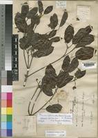 Isotype of Breonia sphaerantha (Baill.) Homolle ex Ridsdale [family RUBIACEAE]
