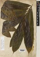 Syntype of Talisia princeps Oliv. [family SAPINDACEAE]