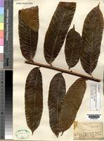 Lectotype of Talisia princeps Oliv. in Hook. [family SAPINDACEAE]