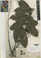 Syntype of Talisia carinata Radlk. [family SAPINDACEAE]