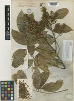 Isolectotype of Sapindus cerasinus Benth. [family SAPINDACEAE]
