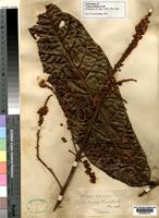 Isolectotype of Talisia bullata Radlk. [family SAPINDACEAE]