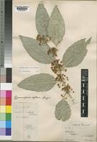 Maytenus undata (Thunb.) Blakelock [family CELASTRACEAE]