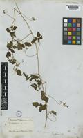 Serjania macrococca Radlk. [family SAPINDACEAE]