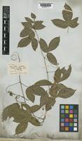 Serjania tenuis Radlk. [family SAPINDACEAE]