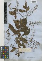 Lectotype of Serjania leptocarpa Radlk. [family SAPINDACEAE]