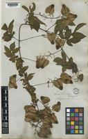 Serjania corrugata Radlk. [family SAPINDACEAE]