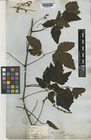 Serjania fuscifolia Radlk. [family SAPINDACEAE]