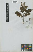 Serjania mucronulata Radlk. [family SAPINDACEAE]