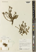 Type of Portulaca massaica Phillips [family PORTULACACEAE]