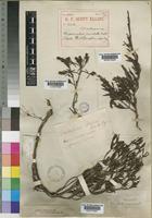 Myrothamnus moschata Baill. [family MYROTHAMNACEAE]