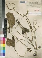 Knowltonia transvaalensis Szyszyl. var. transvaalensis [family RANUNCULACEAE]