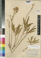 Holotype of Knowltonia transvaalensis Szyszyl. var. pottiana (Burtt-Davy) H.Rasmussen [family RANUNCULACEAE]