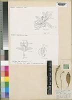Oeceoclades seychellarum (Rolfe ex Summerh.)Garay&Taylo [family ORCHIDACEAE]