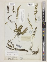Holotype of Lindsaea polymorpha Wall. [family LINDSAEACEAE]