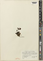 Isotype of Ourisia sessilifolia Hook.f. var. simpsonii L. B. Moore [family SCROPHULARIACEAE]