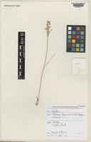 Isotype of Allium lojaconoi Brullo, Lanfranco, & Pavone [family ALLIACEAE]