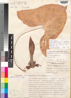 Holotype of Stylochaeton milneanus Mayo [family ARACEAE]