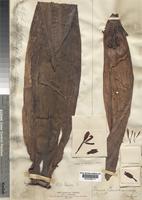 Holotype of Musa buchanani Baker [family MUSACEAE]