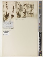 Type of Liparis kamerunensis Schltr. [family ORCHIDACEAE]