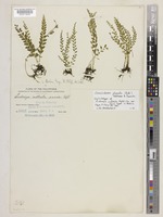 Isolectotype of Lindsaea cultrata (Willd.) Sw. var. varia Copel. [family LINDSAEACEAE]