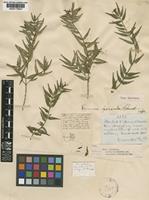 Type of Faramea parvula Standl. [family RUBIACEAE]