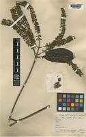Type of Alseis latifolia Gleason [family RUBIACEAE]