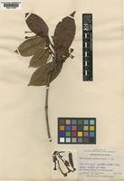 Ferdinandusa hirsuta Standl. [family RUBIACEAE]