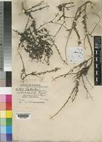 Andrachne schweinfurthii Balf.f. var. schweinfurthii [family EUPHORBIACEAE]