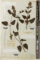 Stachys coccinea Ortega [family LAMIACEAE]